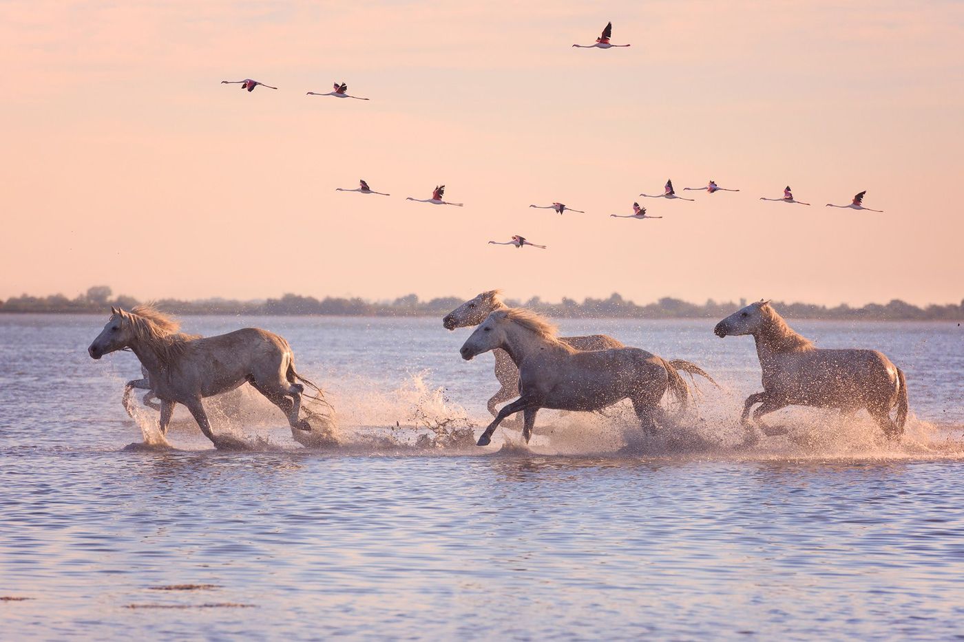 La Camargue